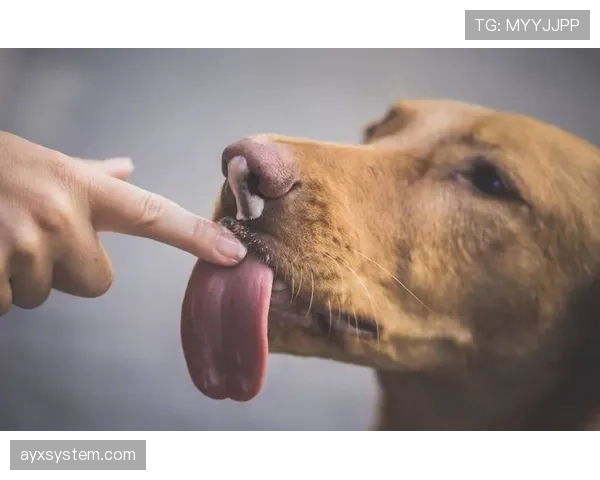 护脸动作为什么不算手球犯规？规则背后的微妙界限解析